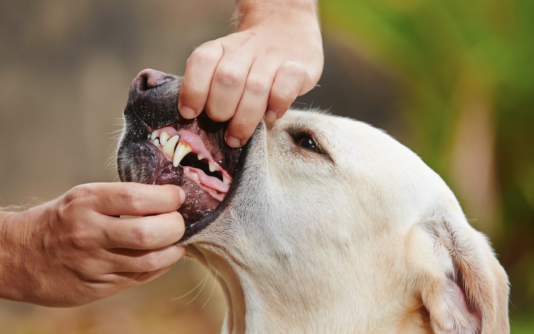 Pet Dental Care Uncovered: Your Ultimate Guide to a Healthy Smile