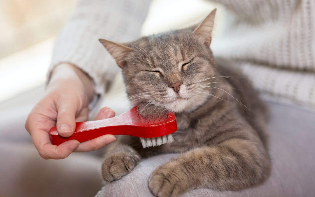 Grooming Essentials: How to Keep Your Pet Clean and Healthy